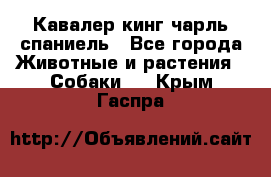 Кавалер кинг чарль спаниель - Все города Животные и растения » Собаки   . Крым,Гаспра